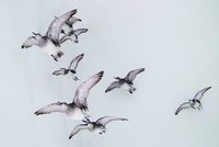 Einblick in die Dauerausstellung: Vor einer Wand sind 7 fliegend präparierte Vögel zu sehen.