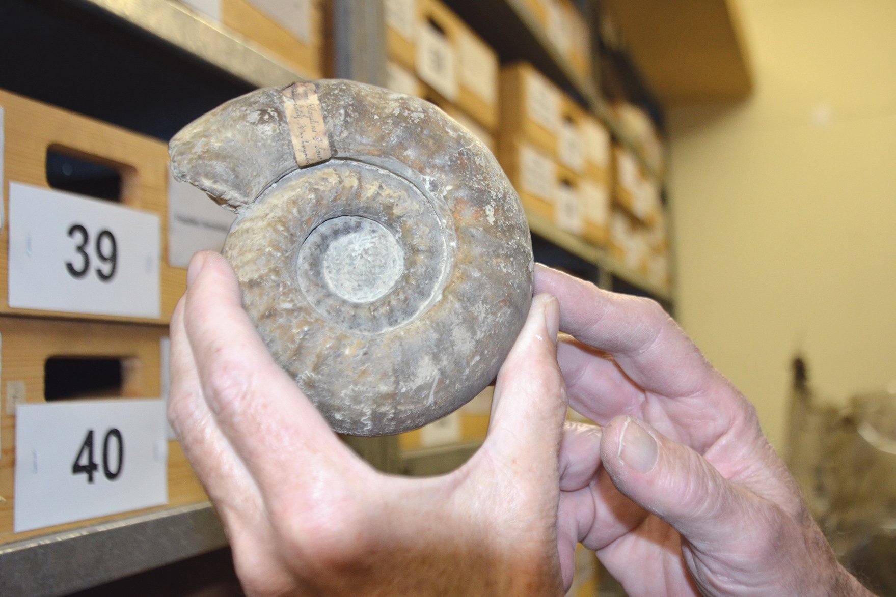 Zwei Hände halten einen Fossil eines Ammoniten in die Kamera.