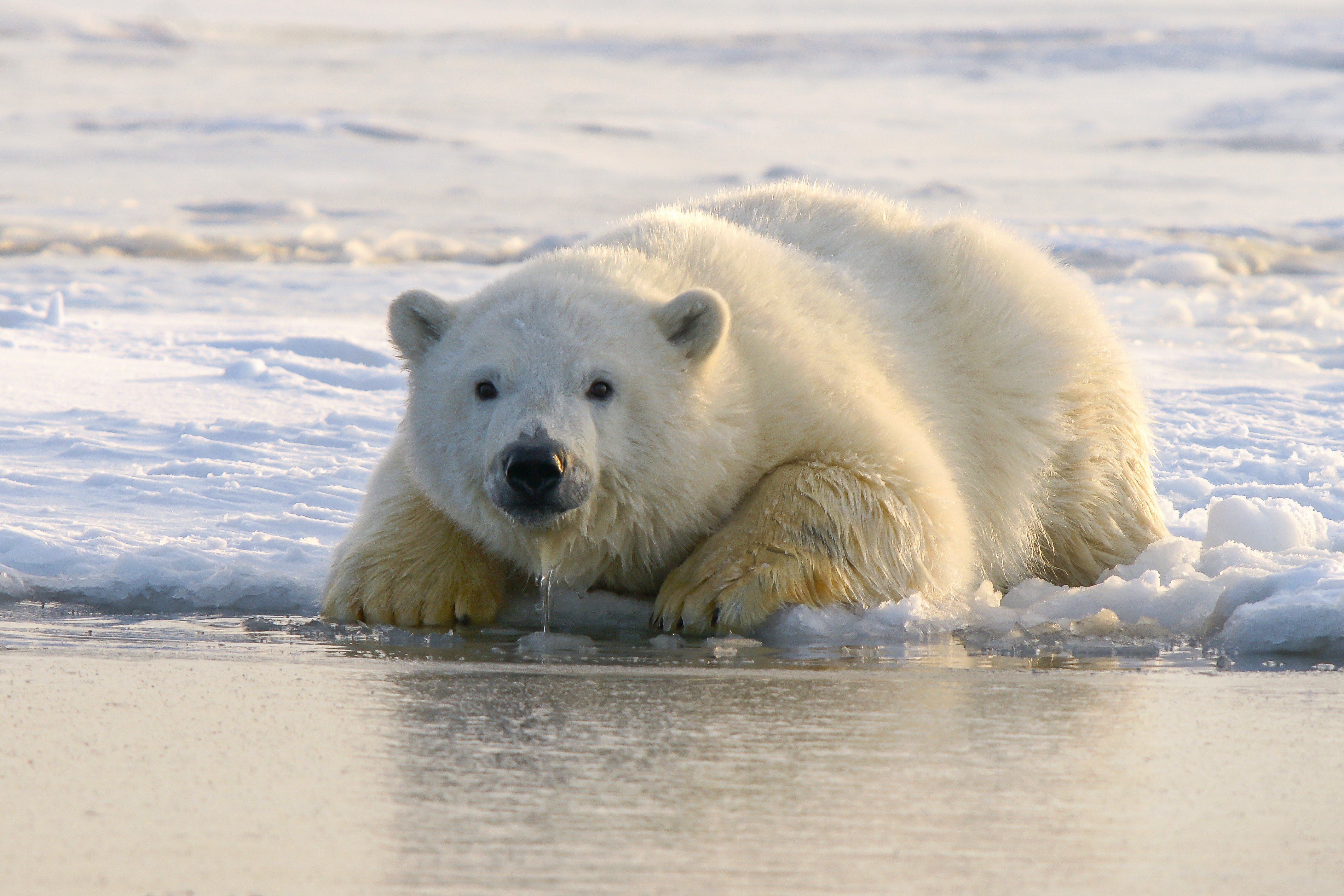 Ein Eisbär liegt am Rand einer Eisscholle und hat die Pfoten im Wasser. Er schaut in die Kamera.