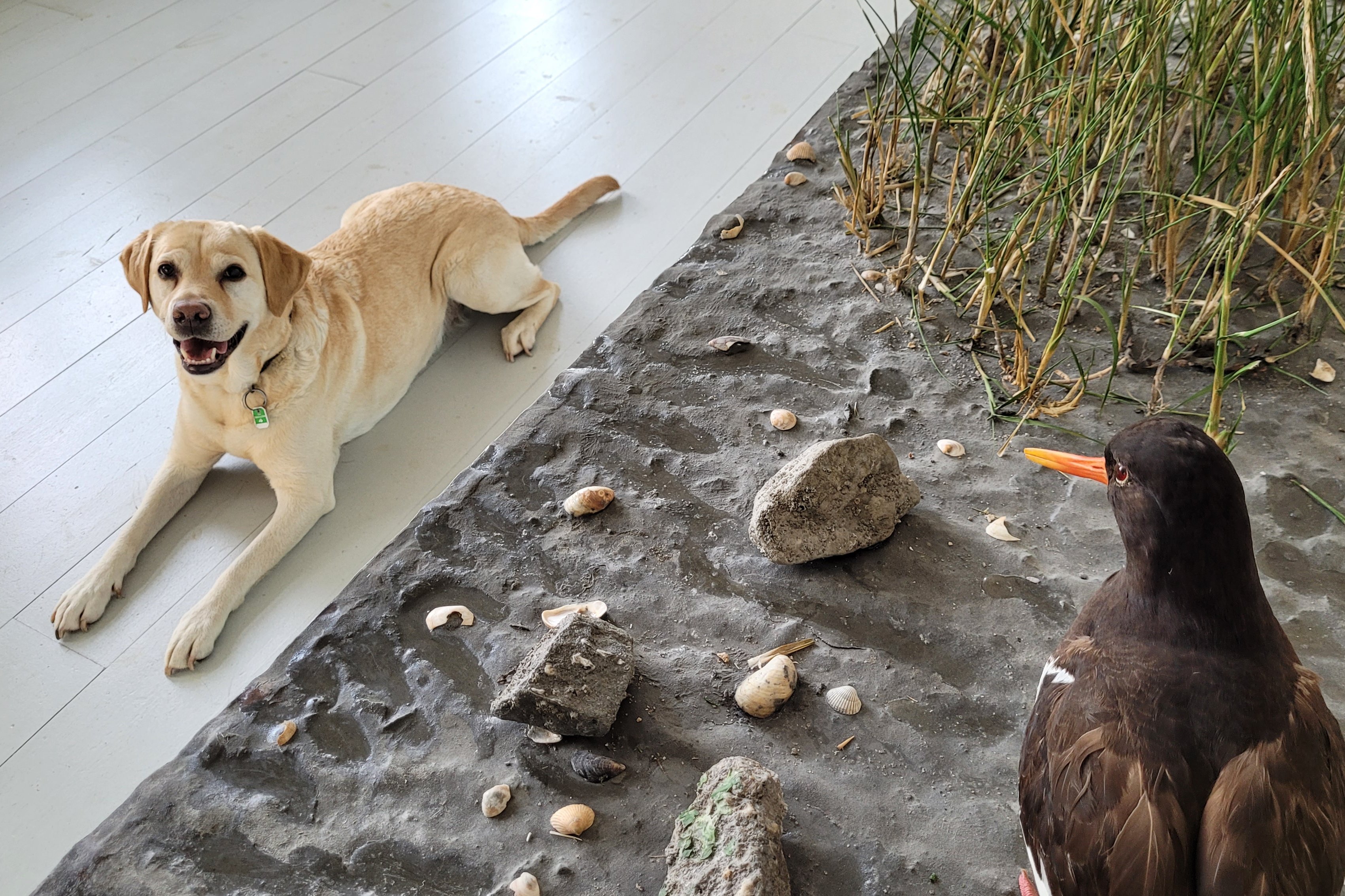 Eine Labradorhündin liegt nehmen einem künstlichen Küstenabschnitt mit einem Vogel.