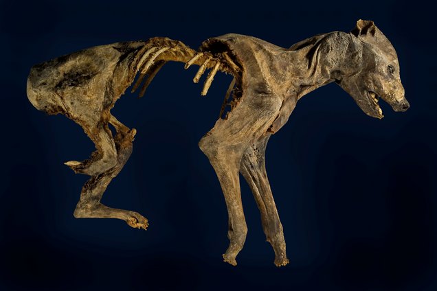 Eine Naturmumie einer Hyäne.
