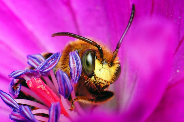 Schenkelbiene sitzt auf pinker Blüte.