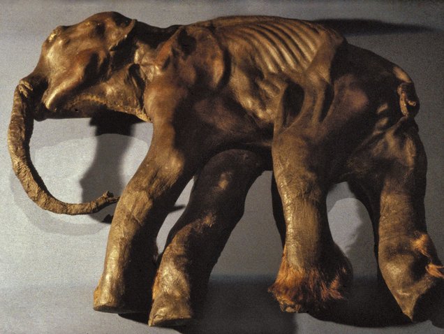 Der Abguss der Mumie von Mammut-Baby Dima.