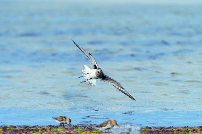 Ein schwarz-weißer Küstenvogel fliegt tief an einem Ufer entlang. Im Hintergrund ist Wasser zu sehen. Im Vordergrund stehen zwei Vögel auf einer sandig-steinigen Fläche.