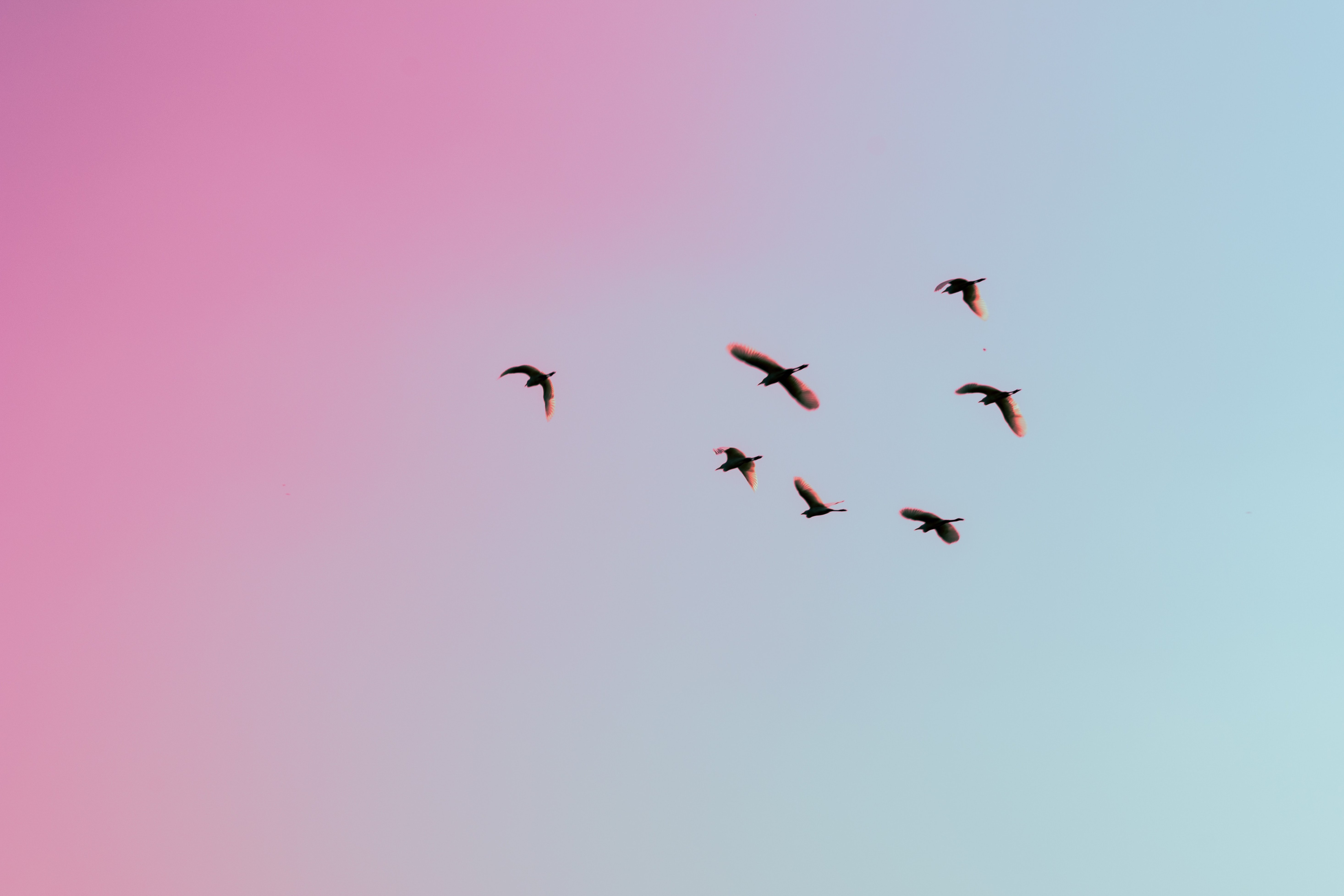 Ein paar Vögel fliegen vor einem Himmel, der einen Farbverlauf von links rosa nach rechts hellblau hat.
