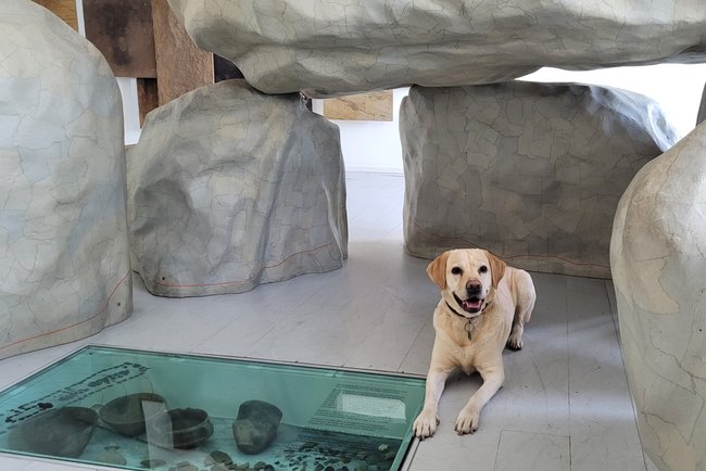 Eine Labradorhündin liegt zwischen großen, aufgetürmten Steinen.