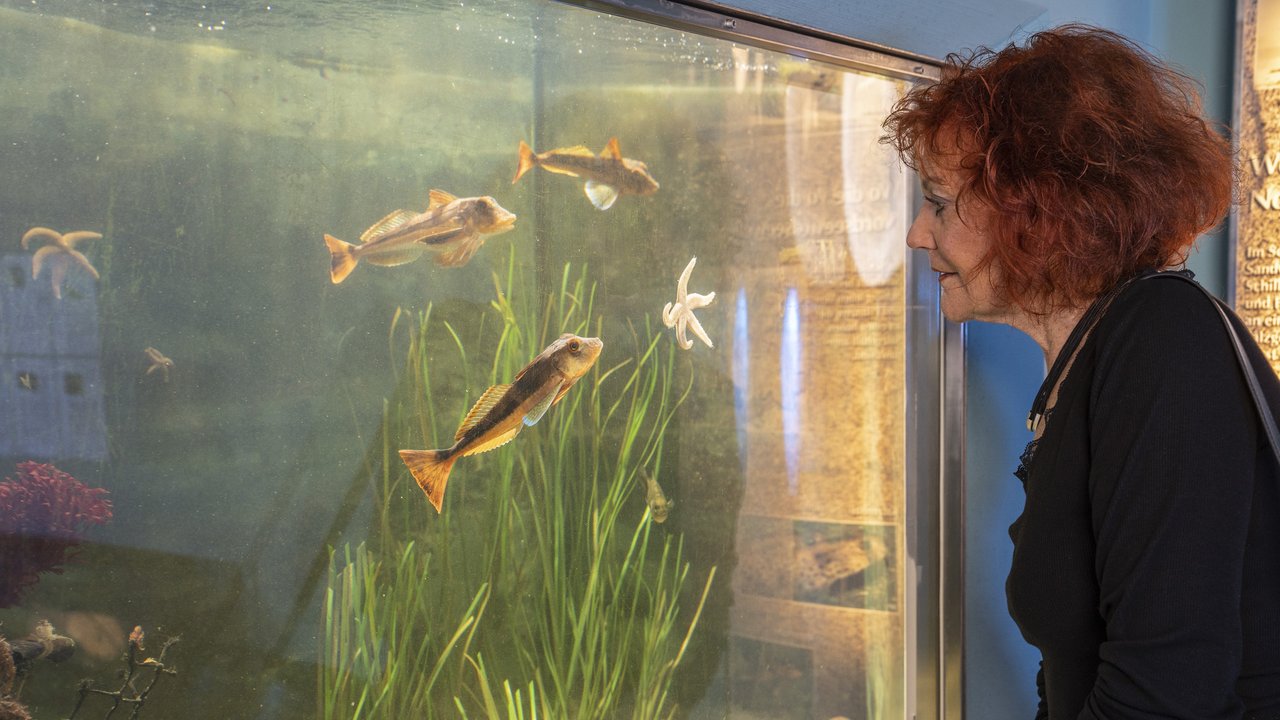 Eine Frau betrachtet Fische in Aquarium.