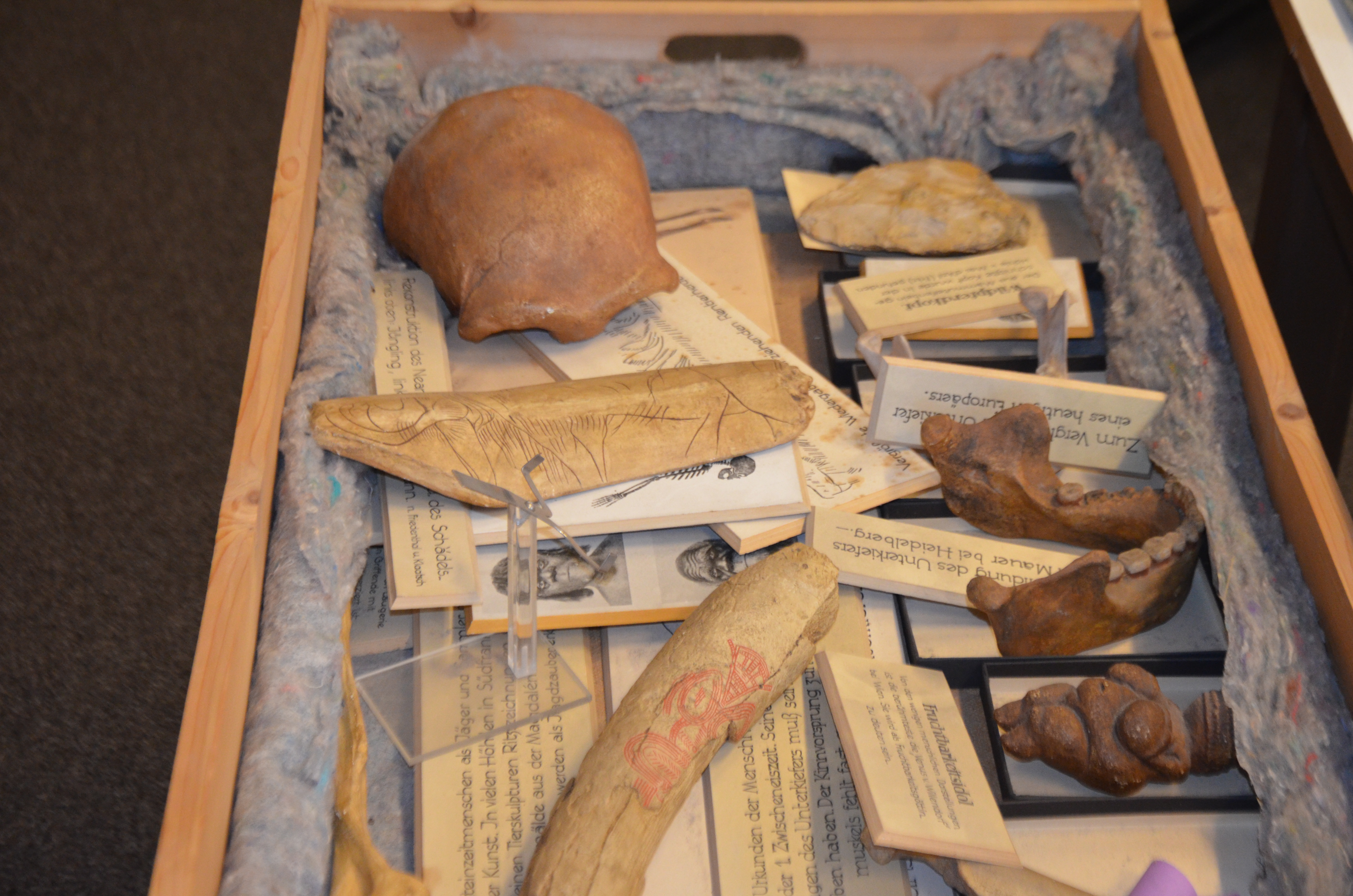 Eine Kiste mit vielen kleinen archäologischen Funden, wie Knochen und ein Gebiss.