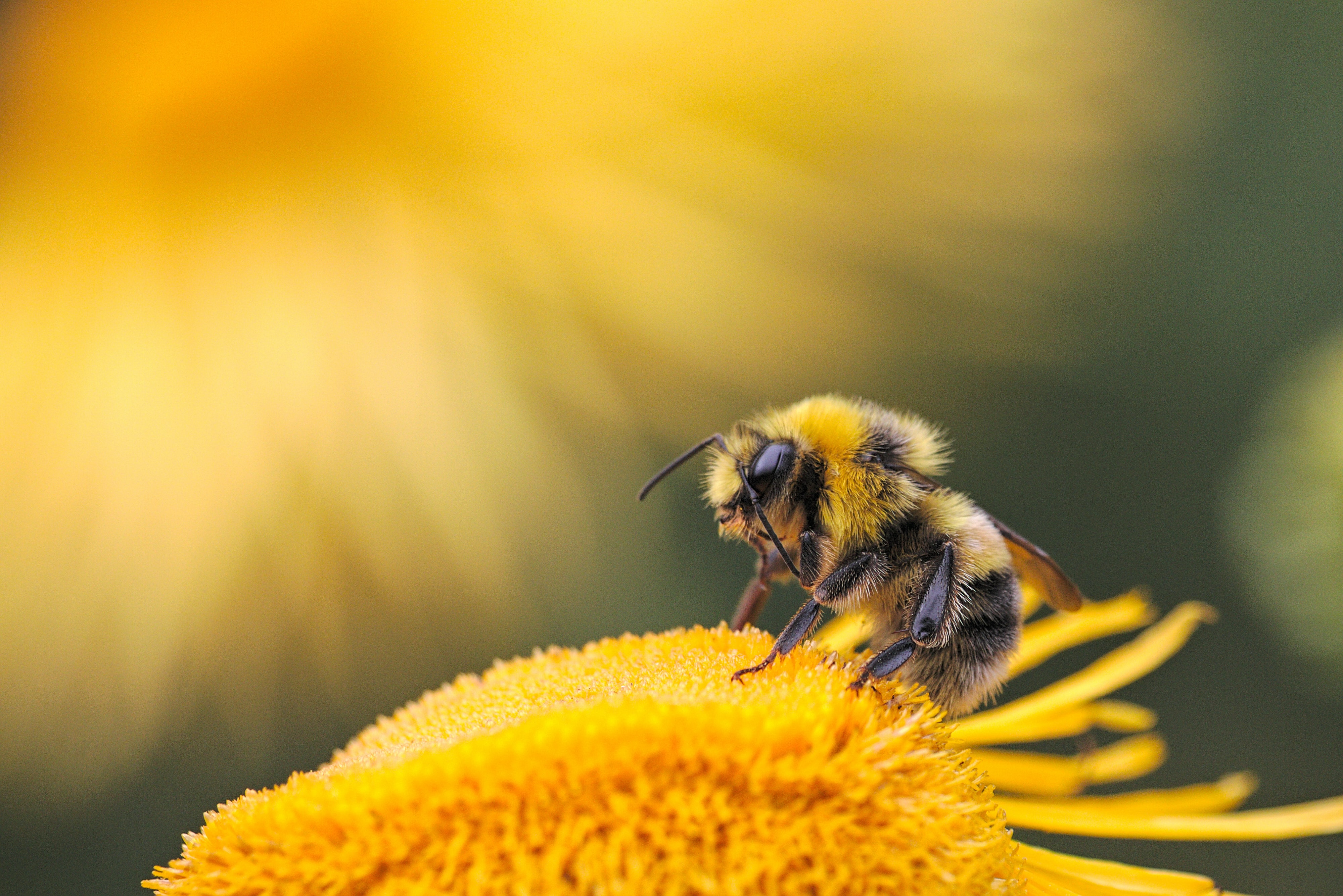 Eine Biene sitzt auf einer gelben Blume. Im Hintergrund sind unscharf weitere gelbe Blumen zu erkennen.