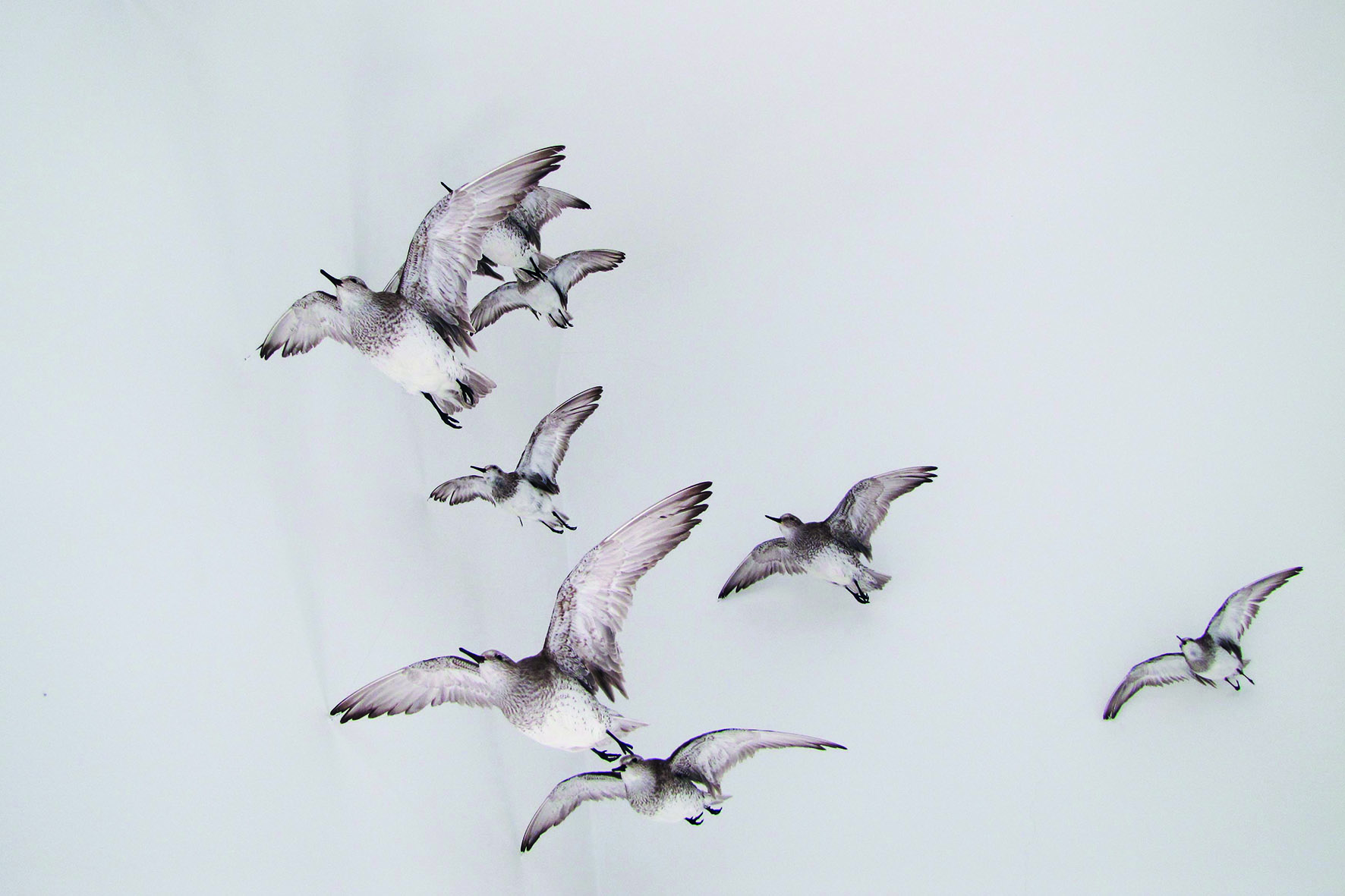 Einblick in die Dauerausstellung: Vor einer Wand sind 7 fliegend präparierte Vögel zu sehen.